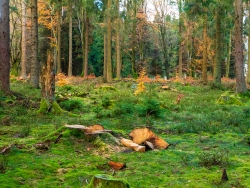 alte Stubben und Buchenvoranbau im Hintergrund