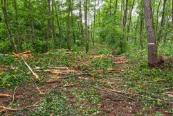 Verbreiterung der Rückegasse zur Holzlagerung