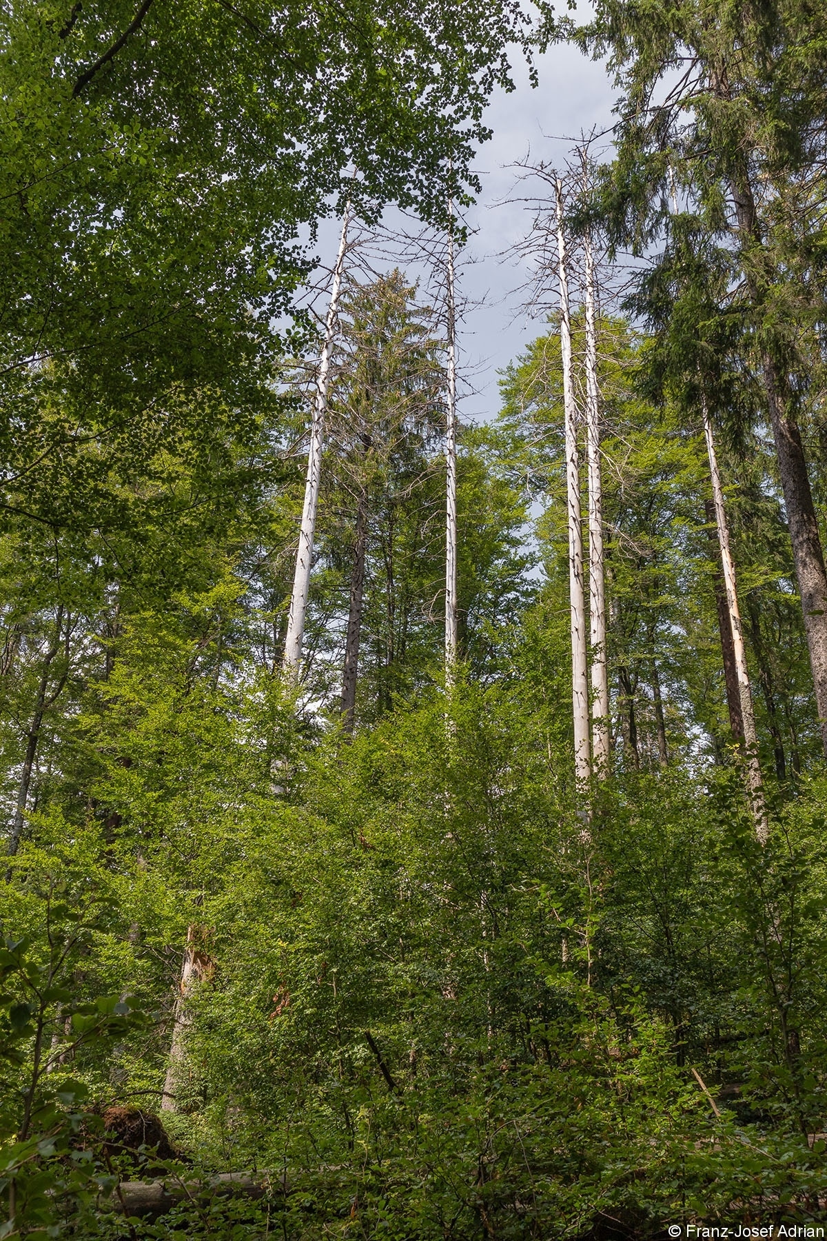 Hochberg_1