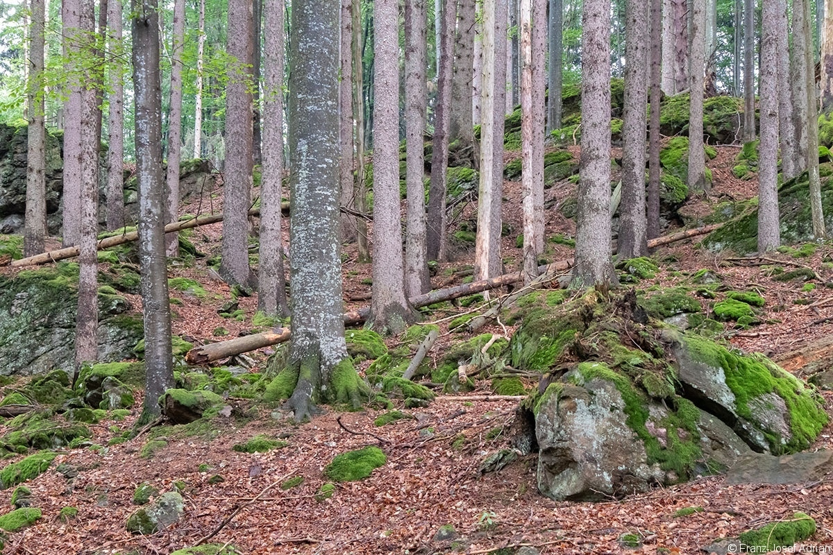Johannisruh_06