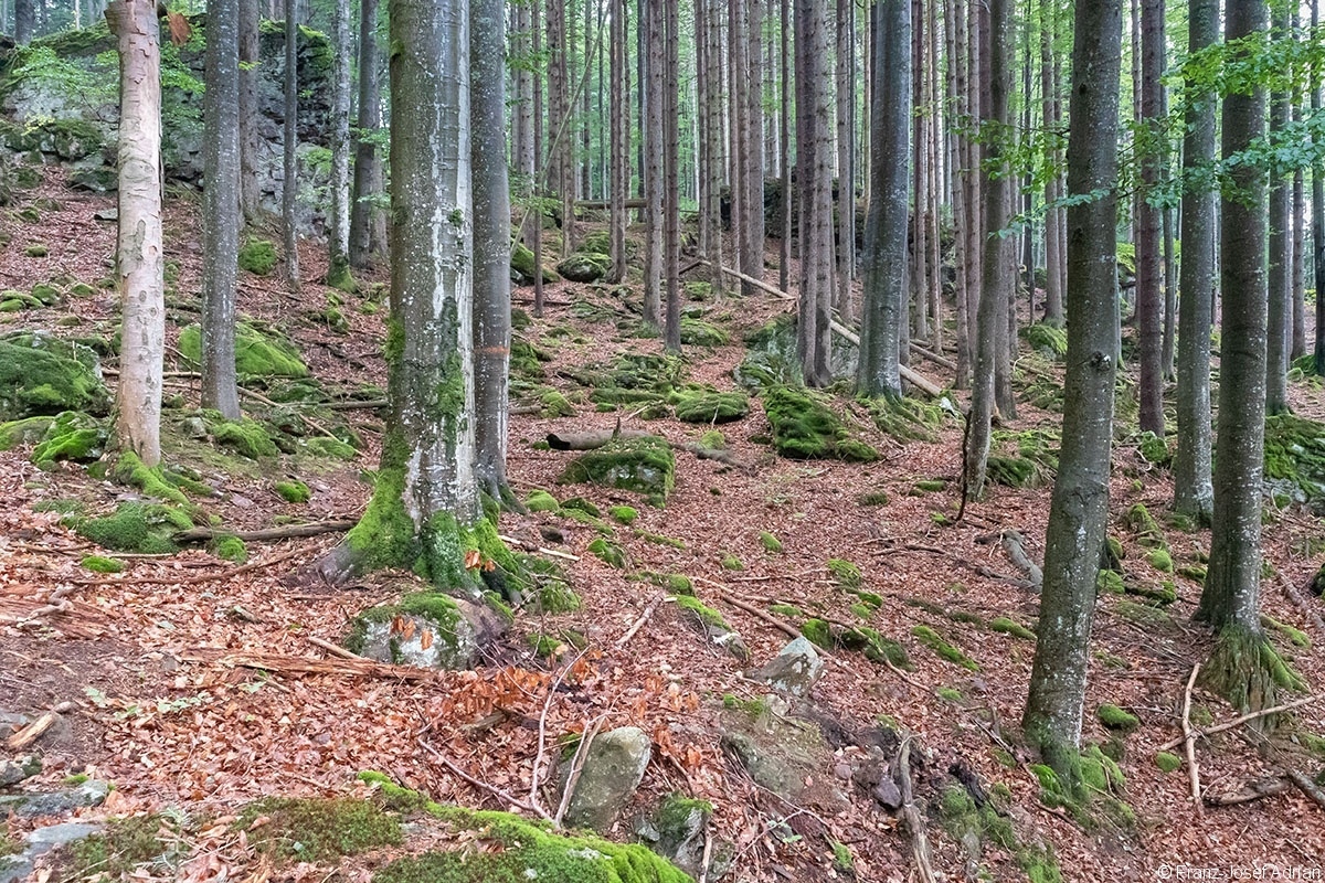 Johannisruh_3