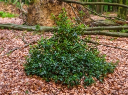 Bonsai-Stechpalme auf Windwurffläche