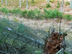 Naturverjüngung aus Kiefern und Fichten
