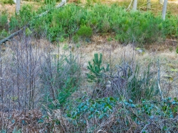 Kiefernwald im Bachtal: Folge überhöhter Wildbestände