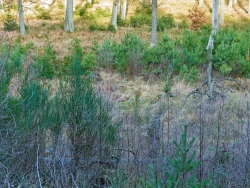 im Hintergrund reichlich Fichtenverjüngung im Laubwald
