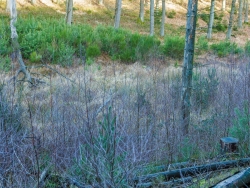 Südseite mit Birken, Nordseite mit Kiefern bewachsen