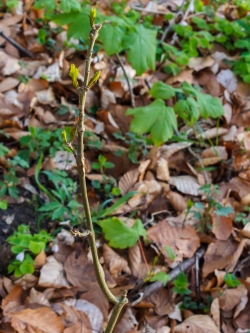 Vogelbeere mit verbissenem Leit- und Seitentrieb