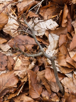 Bonsai-Buche nach mehreren Jahren fortgesetzten Verbisses