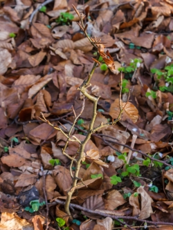 Bonsai-Buche ohne Überlebenschance