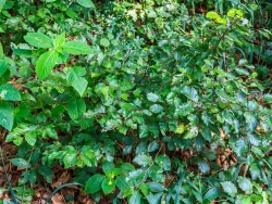 verbissenes Buchengebüsch,  nicht höher als das Springkraut