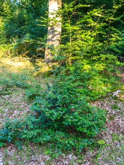 Buche mit verbreiteter Basis aufgrund von Verbiss des Leittriebs