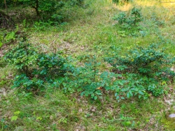 Gruppe von Bonsaibuchen