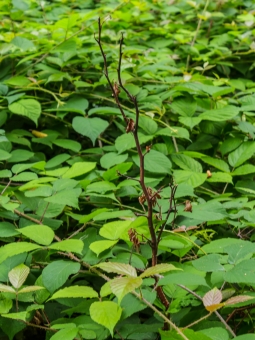abgestorbene Jungbuche