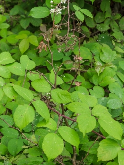 abgestorbene Jungbuche