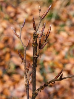 verbissener Leittrieb an Buchensetzling im Köllnischen Wald