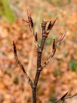 verbissener Leittrieb an Buchensetzling im Köllnischen Wald