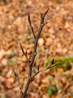 verbissener Leittrieb an Buchensetzling im Köllnischen Wald