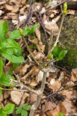 Wildverbiss am Lösershag