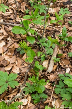 Wildverbiss am Lösershag