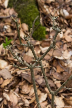 Wildverbiss am Lösershag