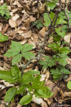 Wildverbiss am Lösershag