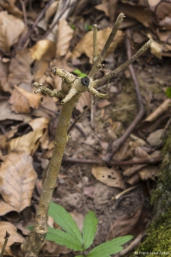 Wildverbiss am Lösershag