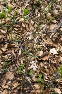 Wildverbiss am Lösershag
