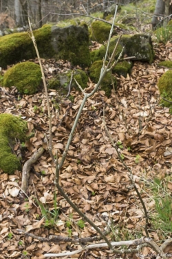 Wildverbiss am Lösershag