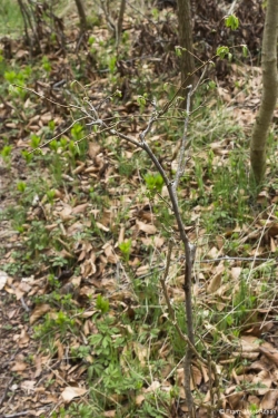 Wildverbiss am Lösershag