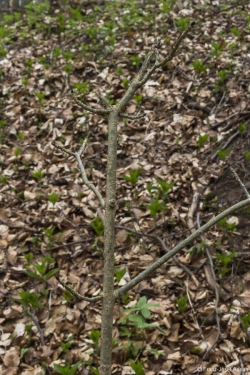 Wildverbiss am Lösershag