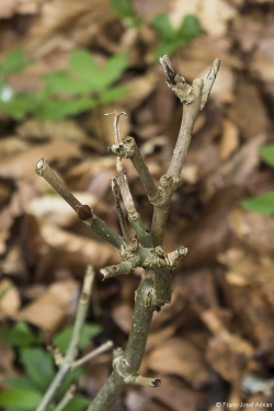 Wildverbiss am Lösershag