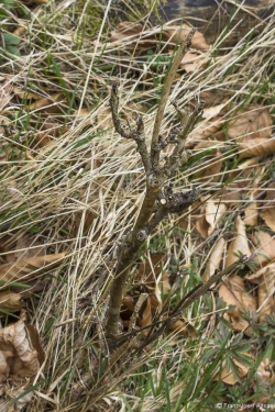 Wildverbiss am Lösershag