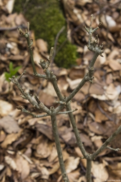 Wildverbiss am Lösershag