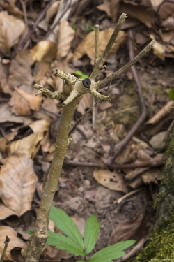 Wildverbiss am Lösershag