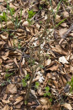 Wildverbiss am Lösershag