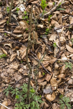 Wildverbiss am Lösershag