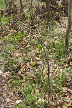Wildverbiss am Lösershag