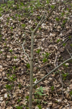 Wildverbiss am Lösershag