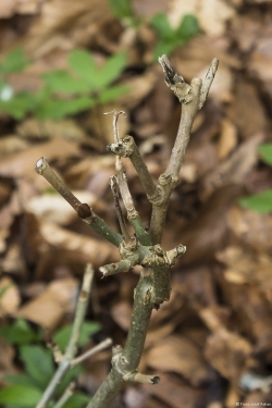 Wildverbiss am Lösershag