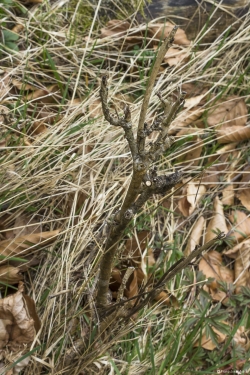 Wildverbiss am Lösershag