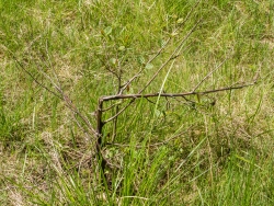 abgeknickter Leittrieb