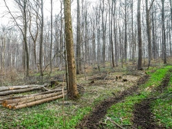 Niedersächsische Landesforsten