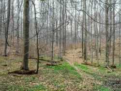 Göttinger Stadtwald