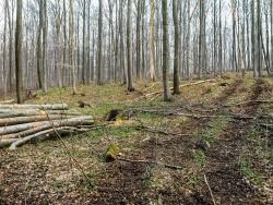 Niedersächsische Landesforsten