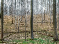 Göttinger Stadtwald