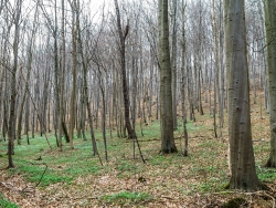 Göttinger Stadtwald