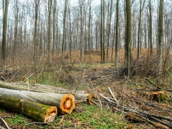 Niedersächsische Landesforsten