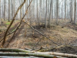 Niedersächsische Landesforsten
