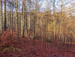 nicht verbissene Naturverjüngung im geschlossenen Buchenwald