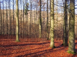 nicht verbissene Naturverjüngung im geschlossenen Buchenwald